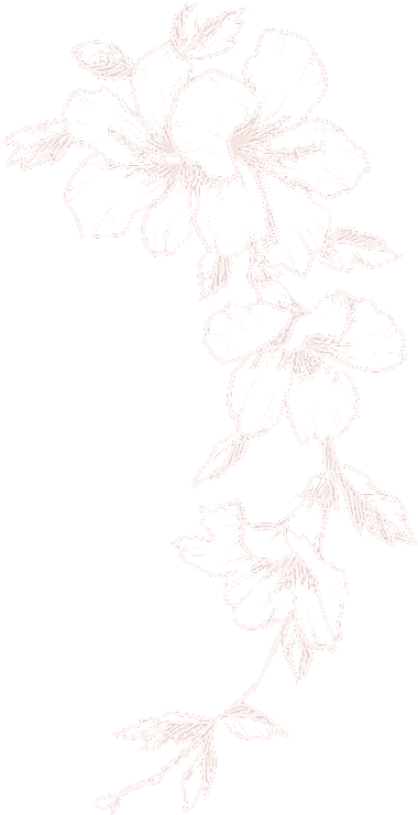 vector