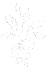 vector